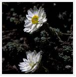 Helichrysum frigidum * Everlasting - Corsica - July 1993 * 3284 x 3310 * (1.69MB)
